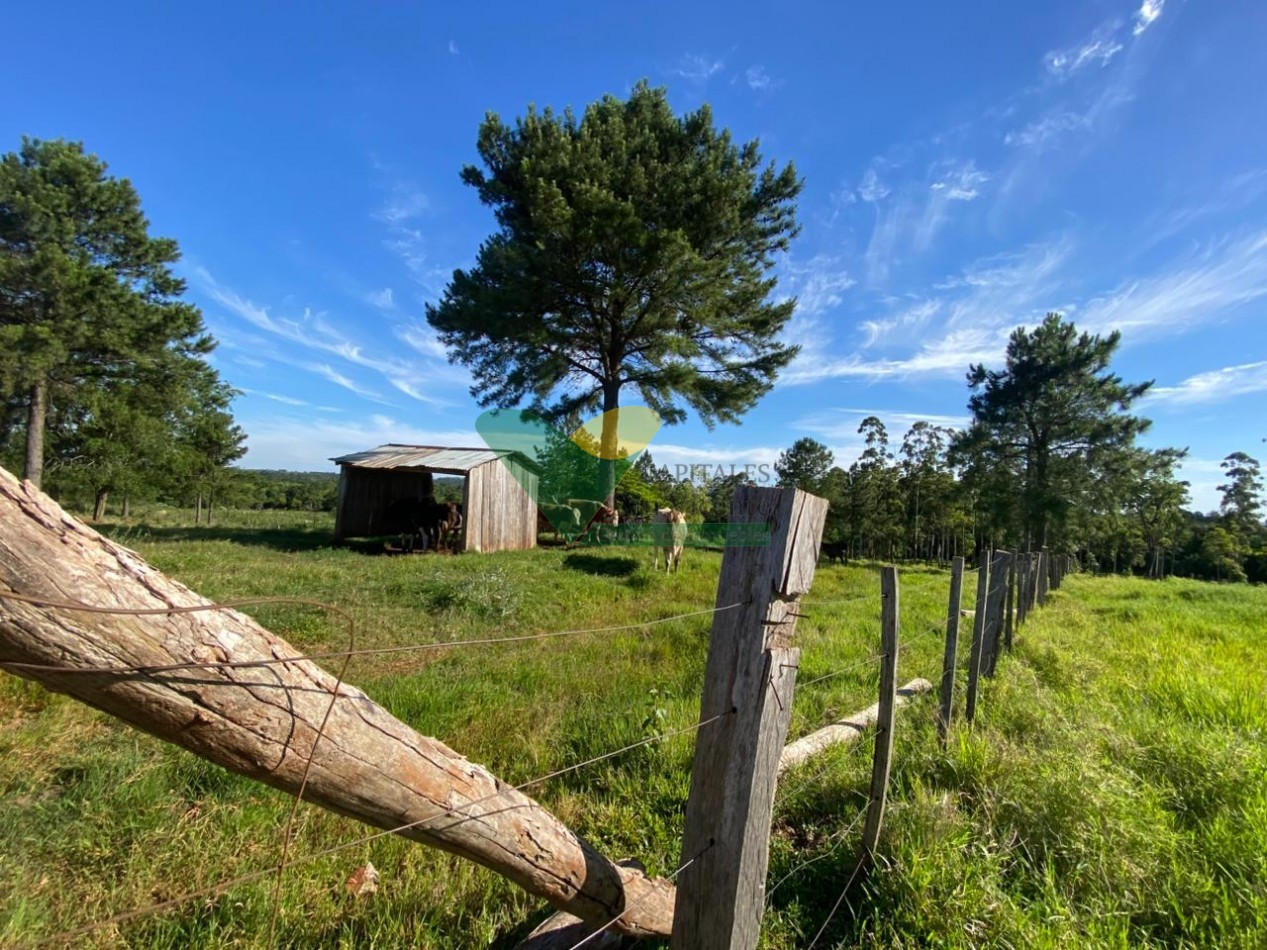 CHACRA 20 HA, PARAJE EL DORADITO