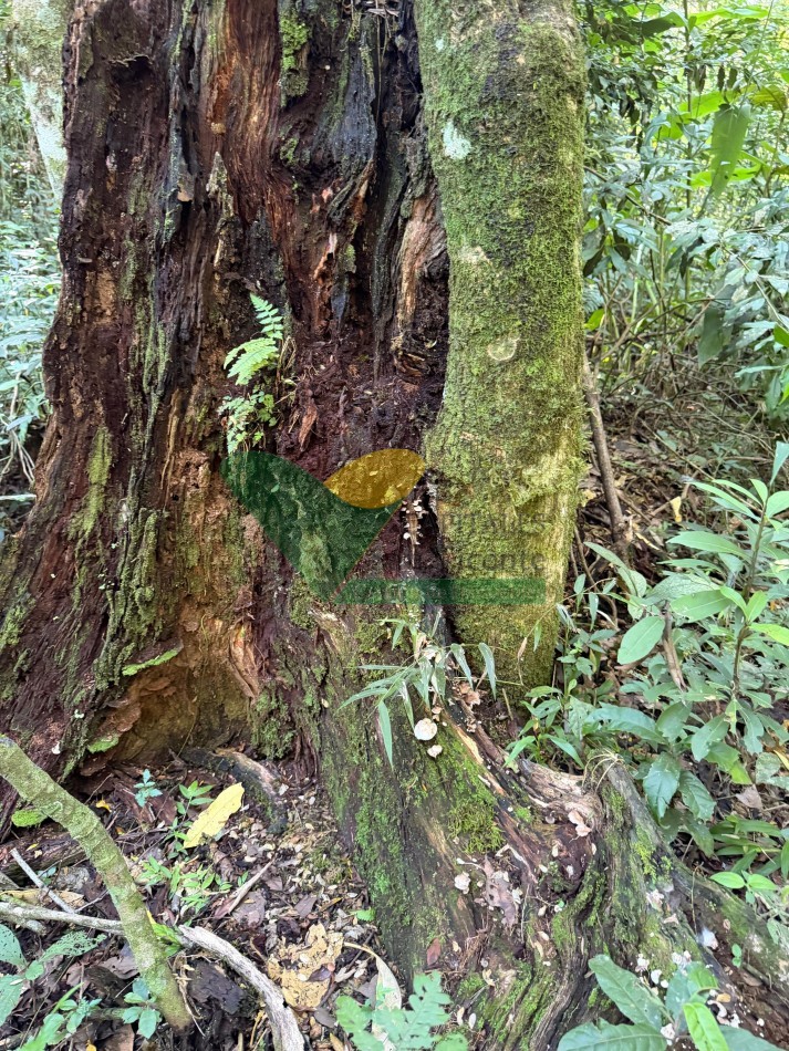Chacra de 41 Hectareas en Pozo Azul