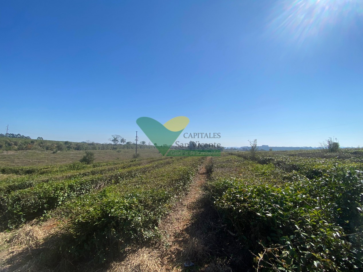 Chacra 31 Ha 