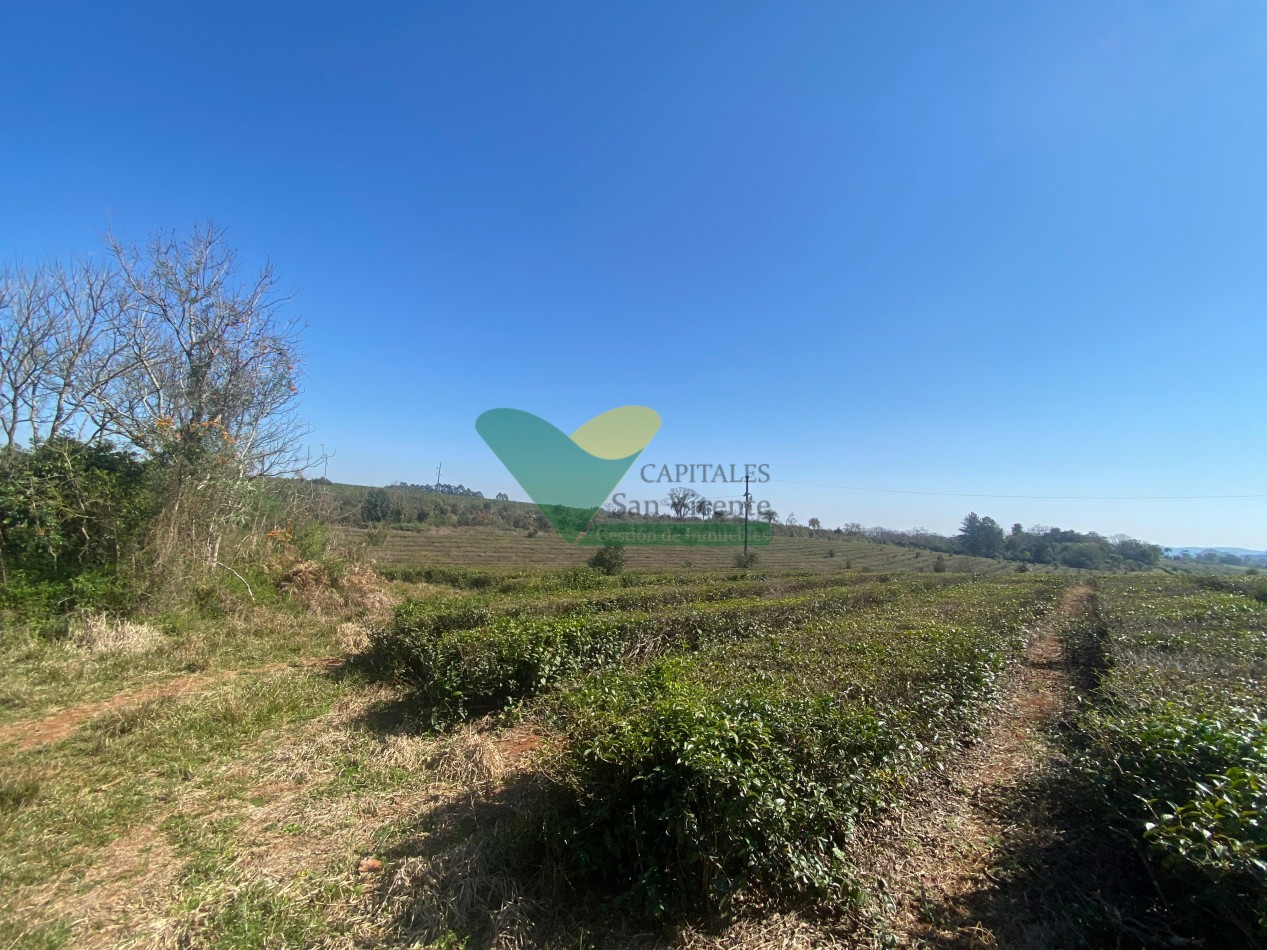Chacra 31 Ha 