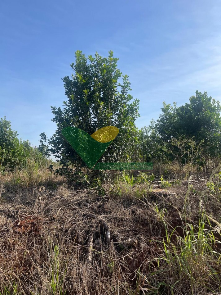CHACRA 25 HECTAREAS