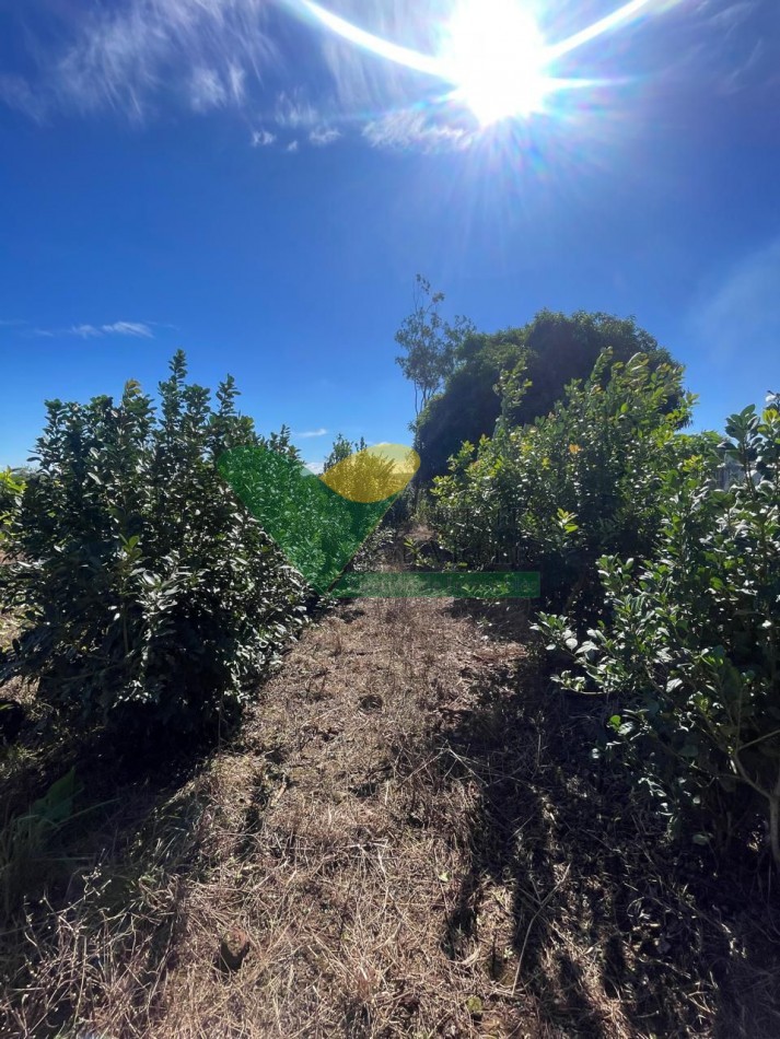 CHACRA 25 HECTAREAS
