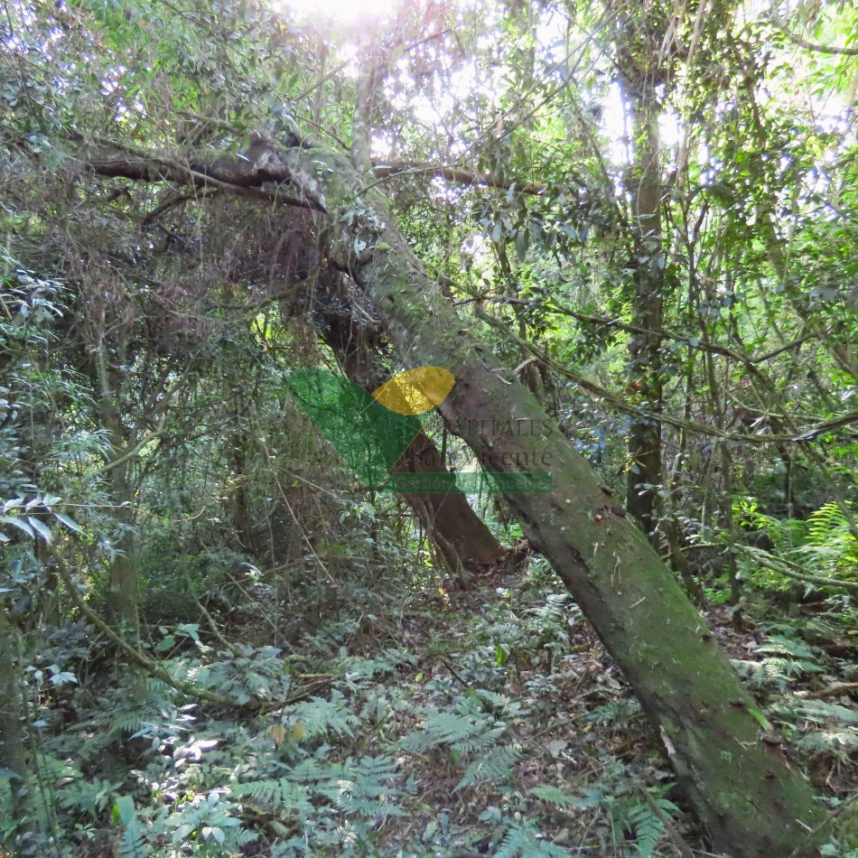 Chacra en el Soberbio Mnes