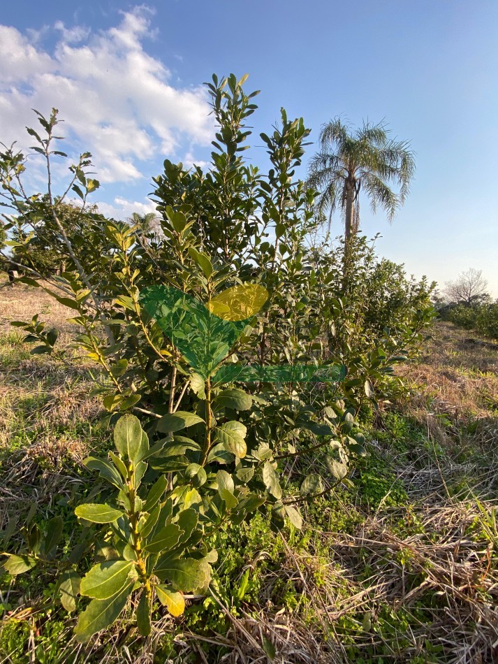 CHACRA 25 HECTAREAS