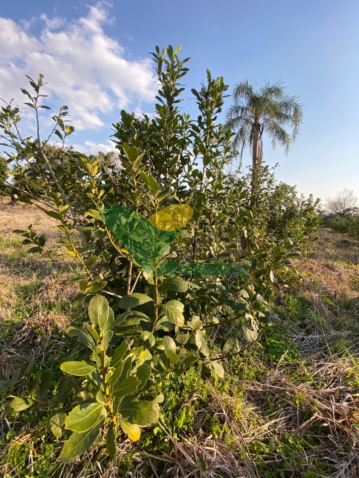 CHACRA 25 HECTAREAS