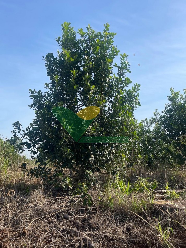 CHACRA 25 HECTAREAS