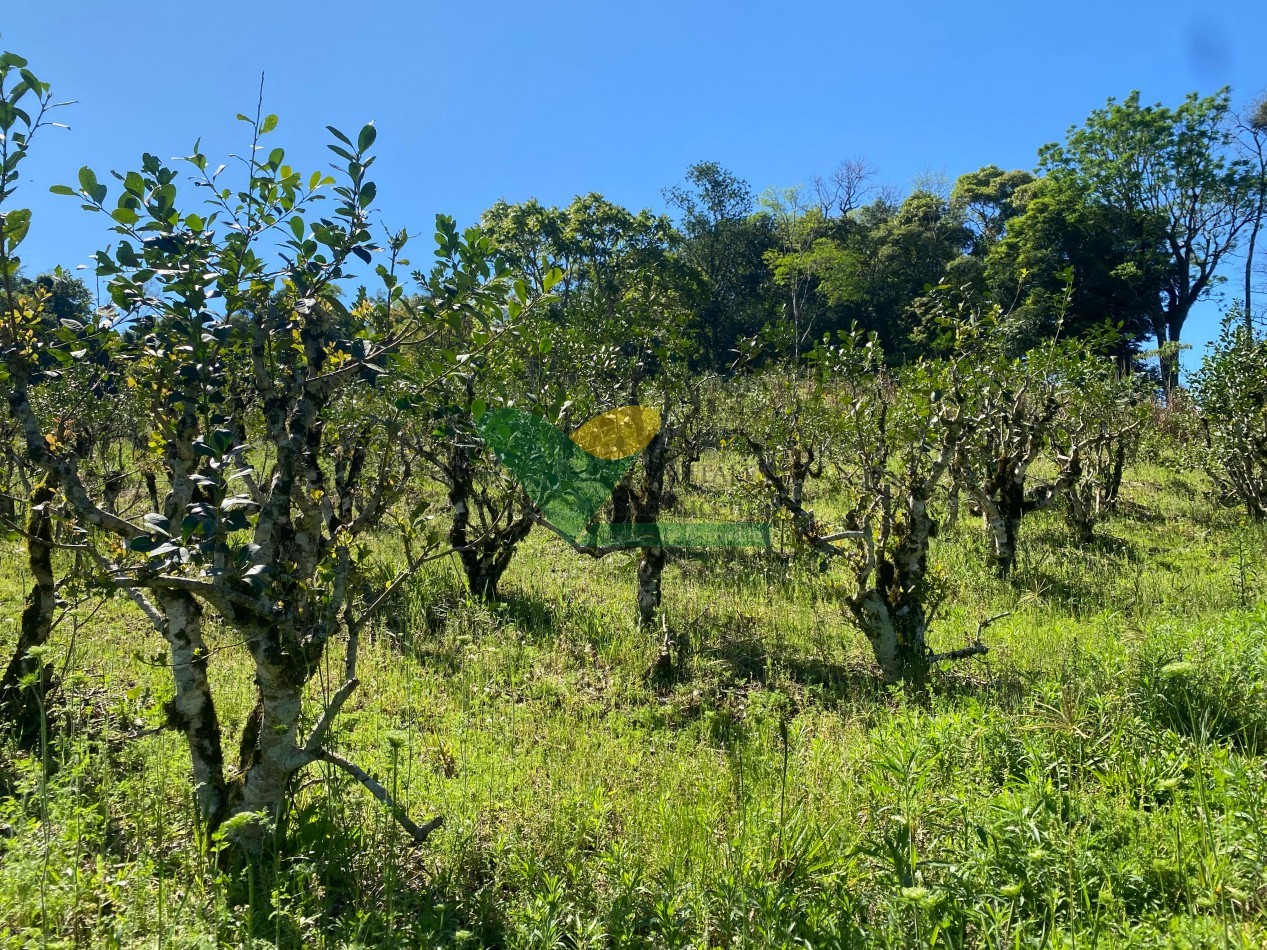 CHACRA 22 HECTAREAS