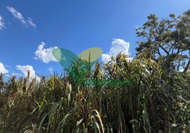 Chacra de 41 Hectareas en Pozo Azul